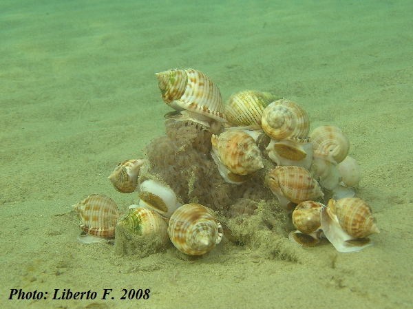 Phalium granulatum (Born, 1778) - riproduzione